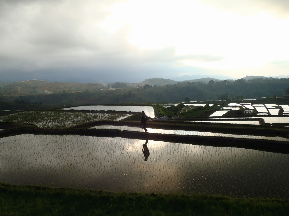 Flores -rice terraces close to Renung, on the road to Reo