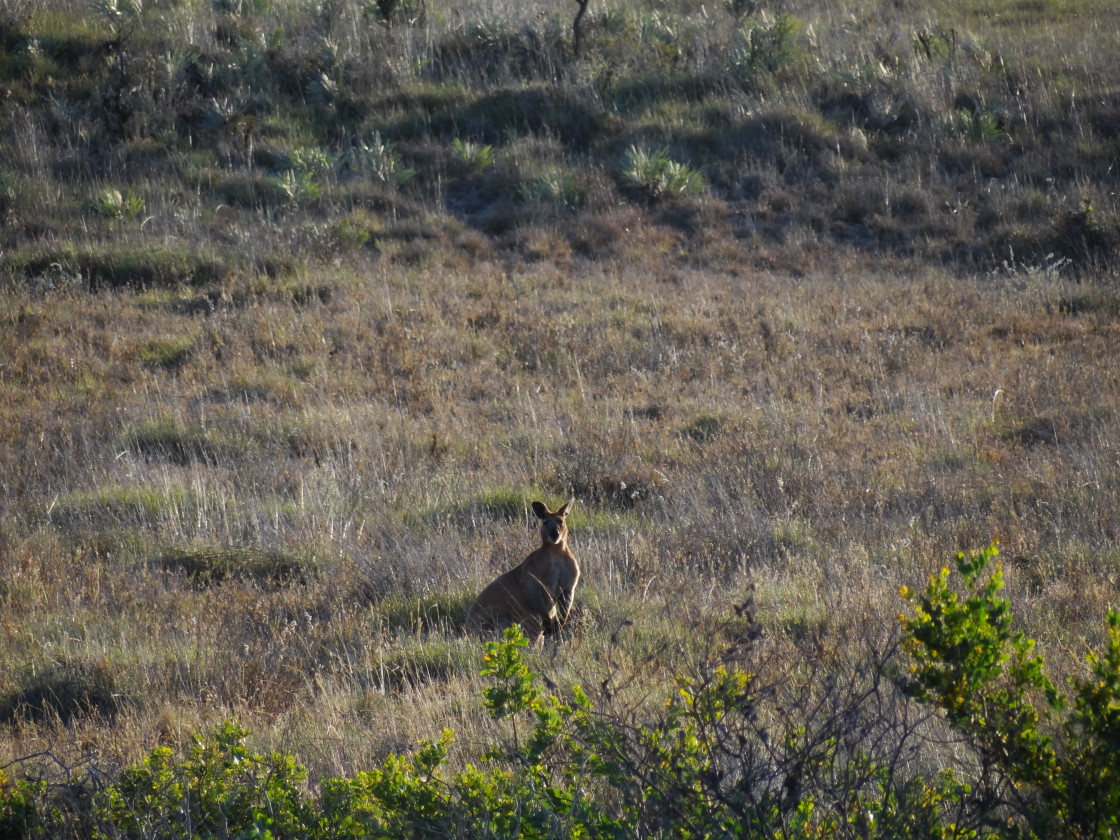kangaroos, Cape Keraudren