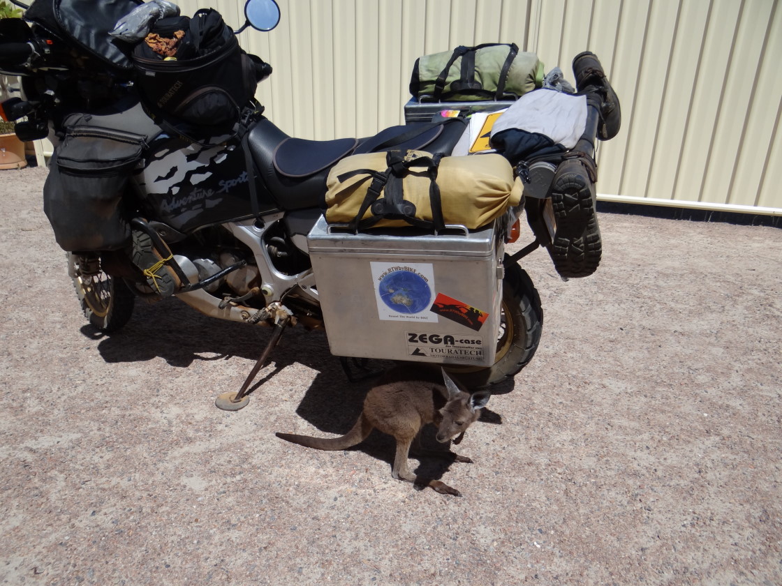The `roo is inspecting our bike