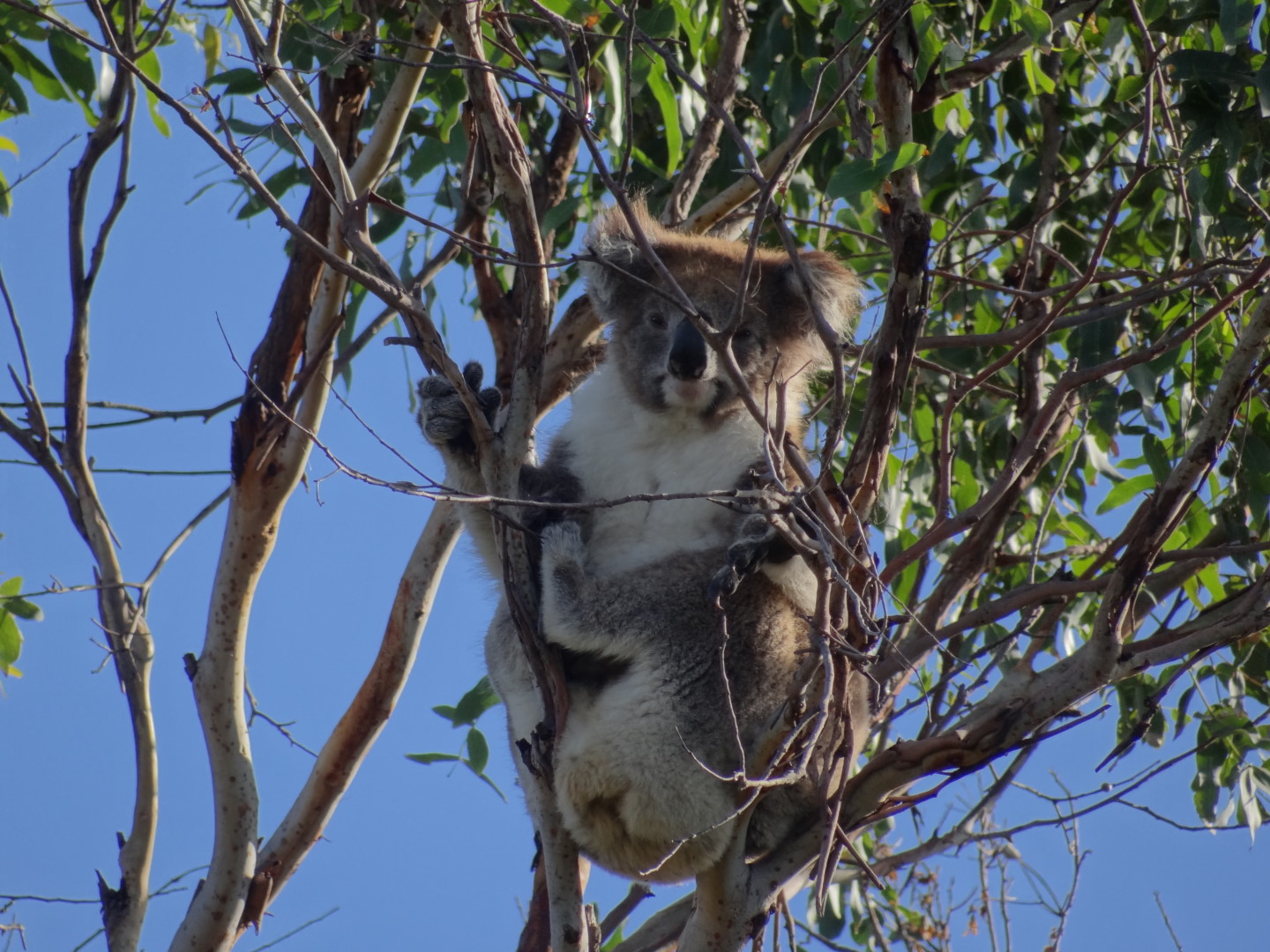 Koalas in the trees