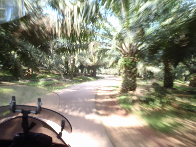 still driving throught palm tree plantations