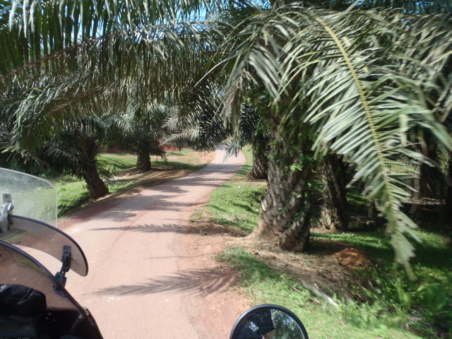 ....palm tree plantations...