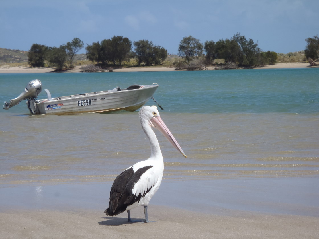 Kalbarri, Pelican