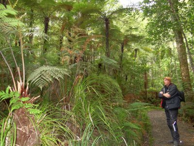 a trip through the kauri forest