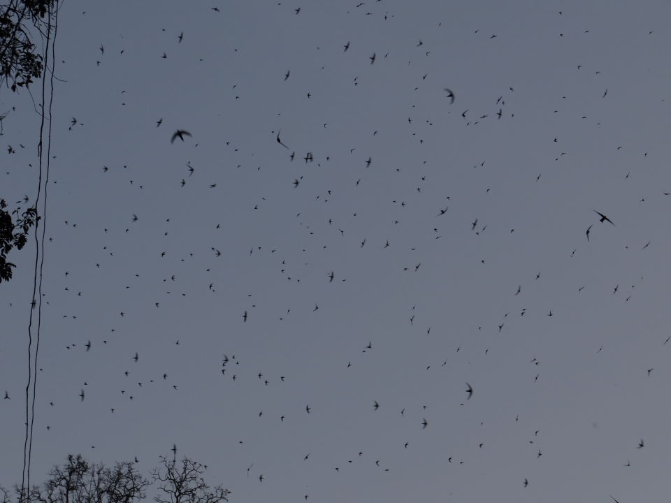 Lod cave - millions of swifts and bats exit the cave at dusk