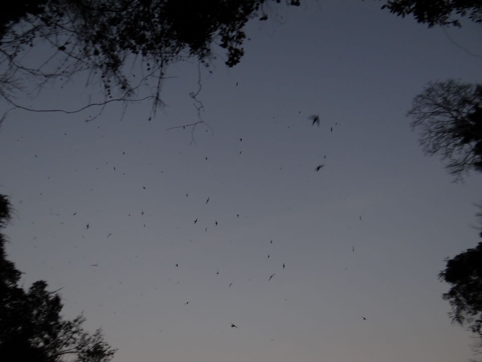 Lod cave - millions of swifts and bats exit the cave at dusk
