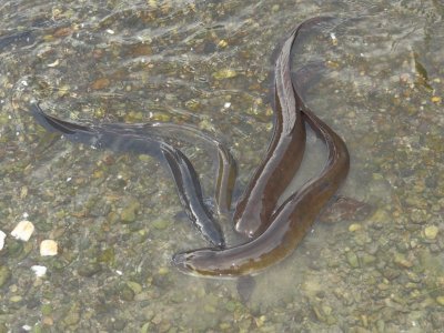 feeding-the-eels-iii