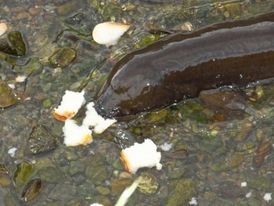 feeding-the-eels-iv