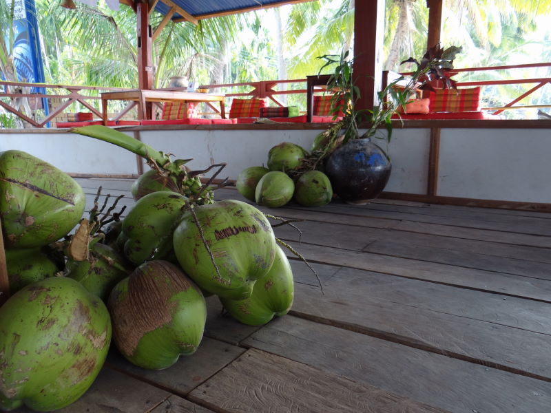 coconuts, Don Khon, Four Thousand Islands