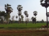 rice plantation