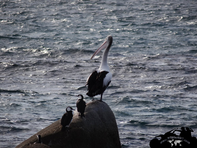 Pelican, East Coast trip, Tasmania