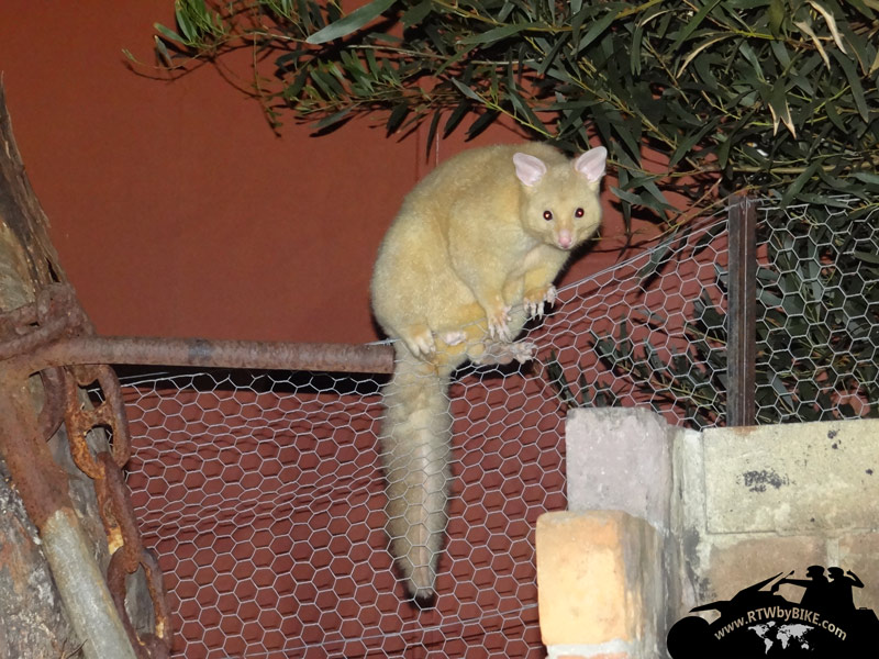 Albino Possums! our flat mate