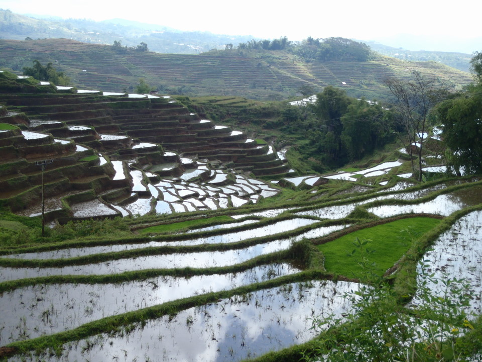 Flores -rice terraces close to Renung, on the road to Reo