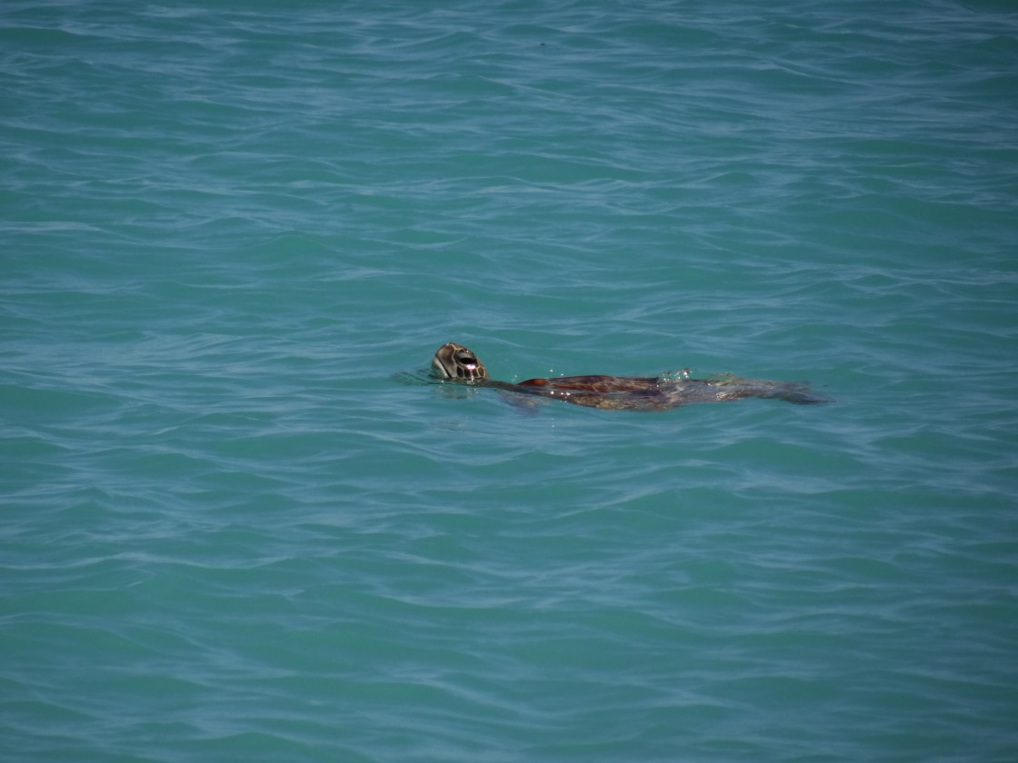 sea turtle for goodbye, Cape Keraudren