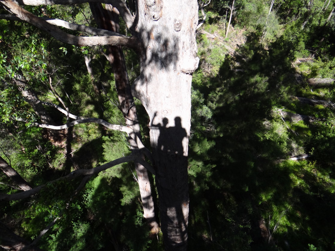 tree top walk  - can you see us?