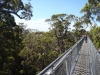 tree top walk 