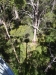 tree top walk - look down