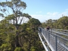 tree top walk 