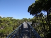 tree top walk 