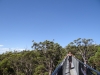 tree top walk 