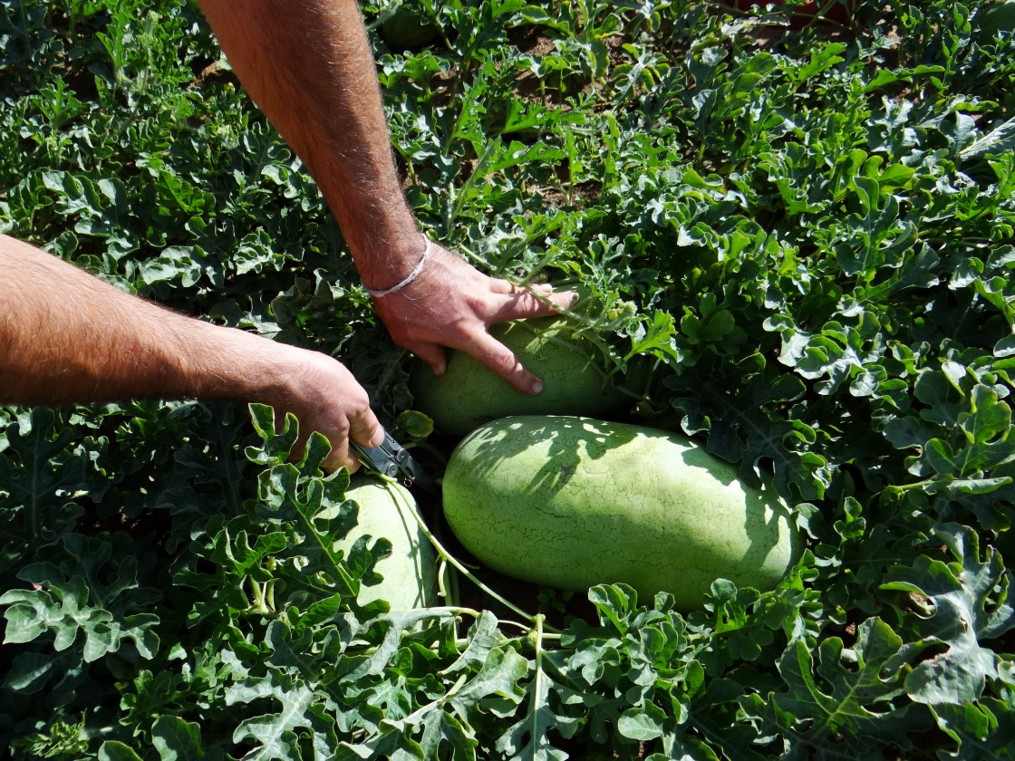 water melon harvesting