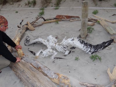 Tawharanui Regional Park, dead albatros
