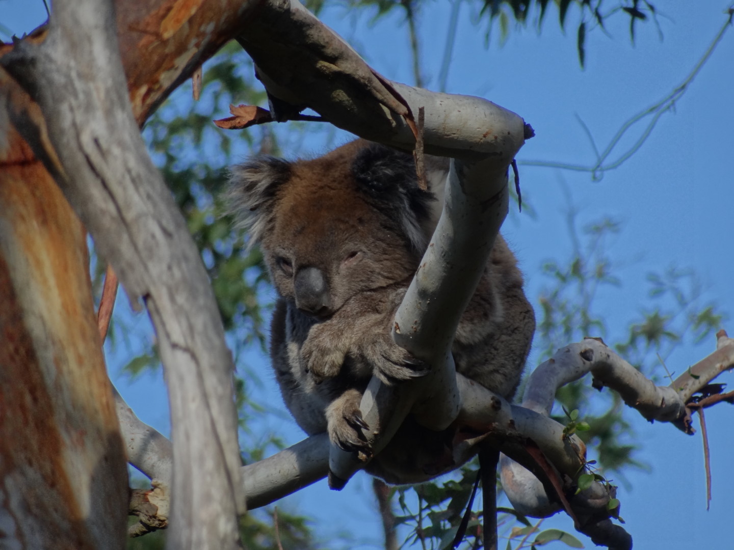 Our first Koalas
