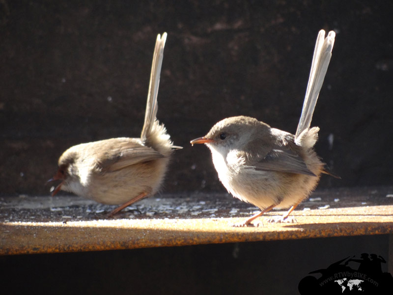 bird feeding station on our BBQ