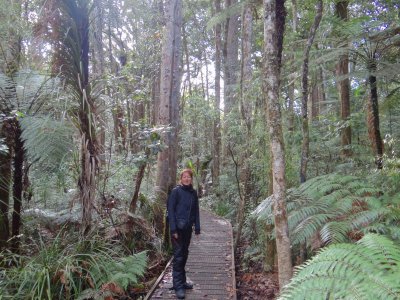 Kauri Forest walk