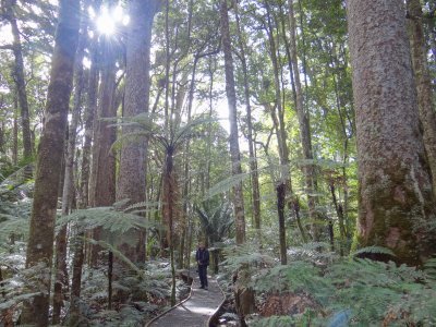 kauri forest