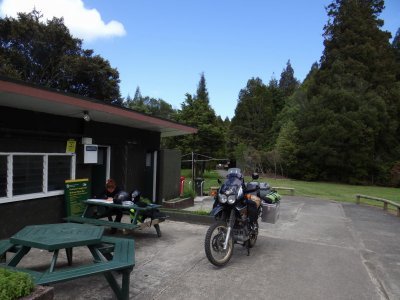kauri forest camp site