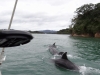 Whangaruru, boat trip with dolphins