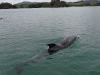 Whangaruru, boat trip with dolphins