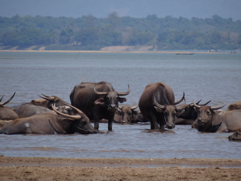 water buffalos, Mekong River bank, Champasak, Don Khong