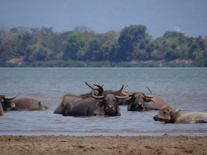 water buffalos, Mekong River bank, Champasak, Don Khong