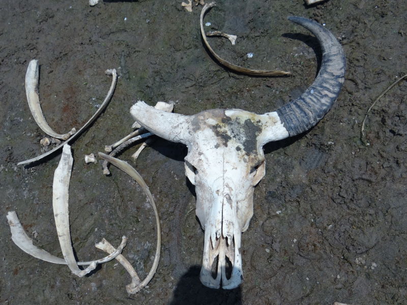 skeleton of water buffalos, Mekong River bank, Champasak, Don Khong