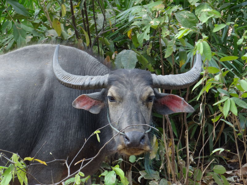 ...passing water buffalos, Don Khon, Four Thousand Islands