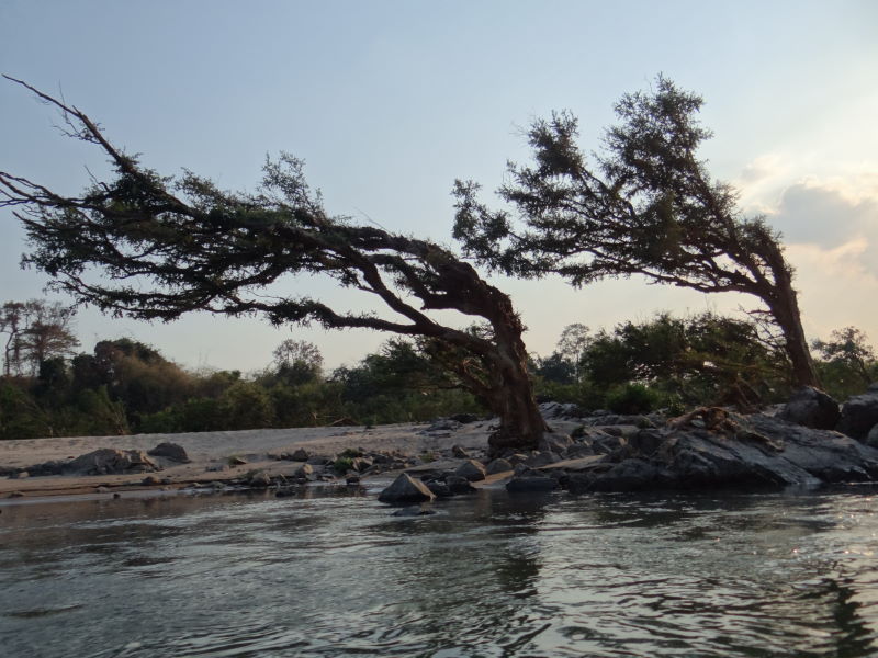 trees are shaped by the floods, Mekong boat trip, Don Khon, Four Thousand Islands